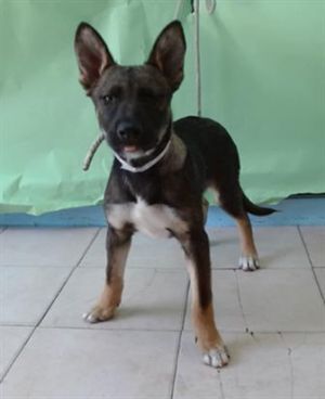 NERO, Baby Male German Shepherd Dog
