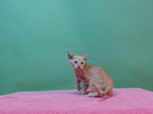 A5708809 Domestic Short Hair Cat