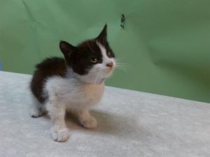 KIMIKO Domestic Short Hair Cat