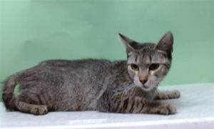 CHIQUILINA Domestic Short Hair Cat