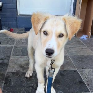 Sunny 1, Young Male Golden Retriever