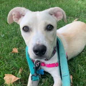 Snow White, Young Female Mixed Breed