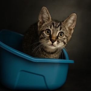 Doss, Baby Male Domestic Short Hair
