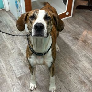 Copper, Adult Male English Coonhound