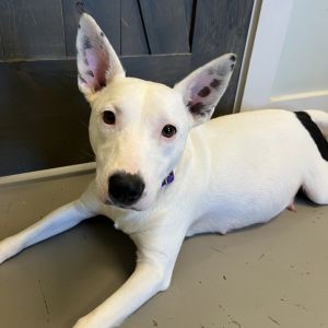 Malibu, Adult Female Bull Terrier