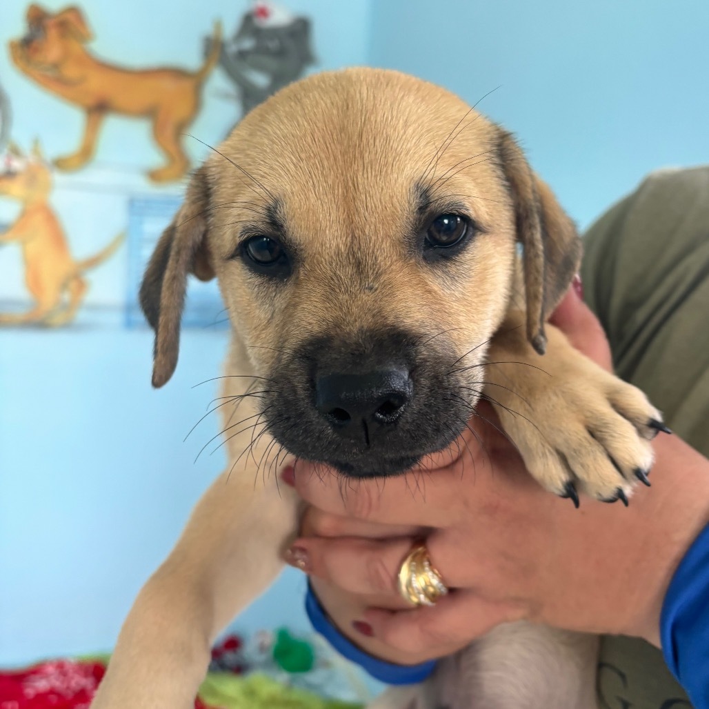 Pup 3 aka Mossy