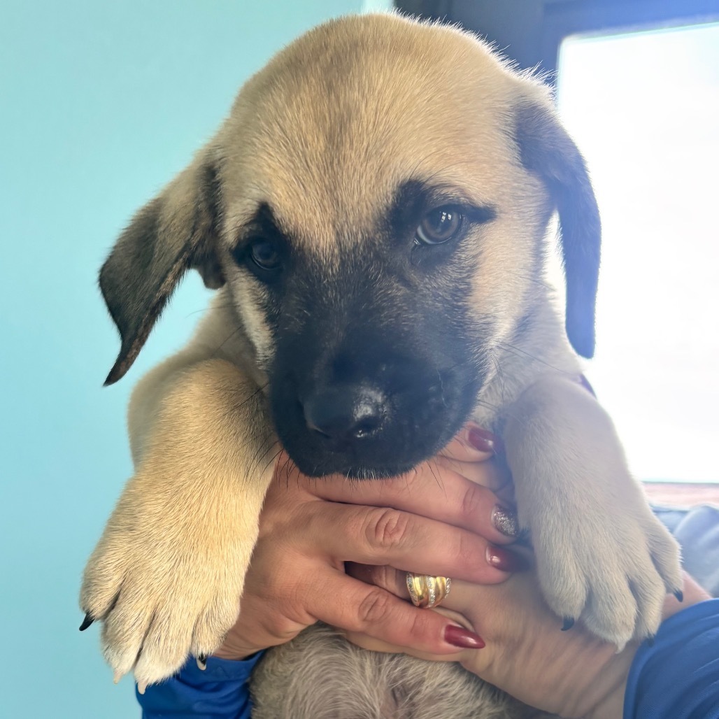 Pup 5 aka Vegas