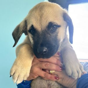 Pup 5, Baby Male Mixed Breed