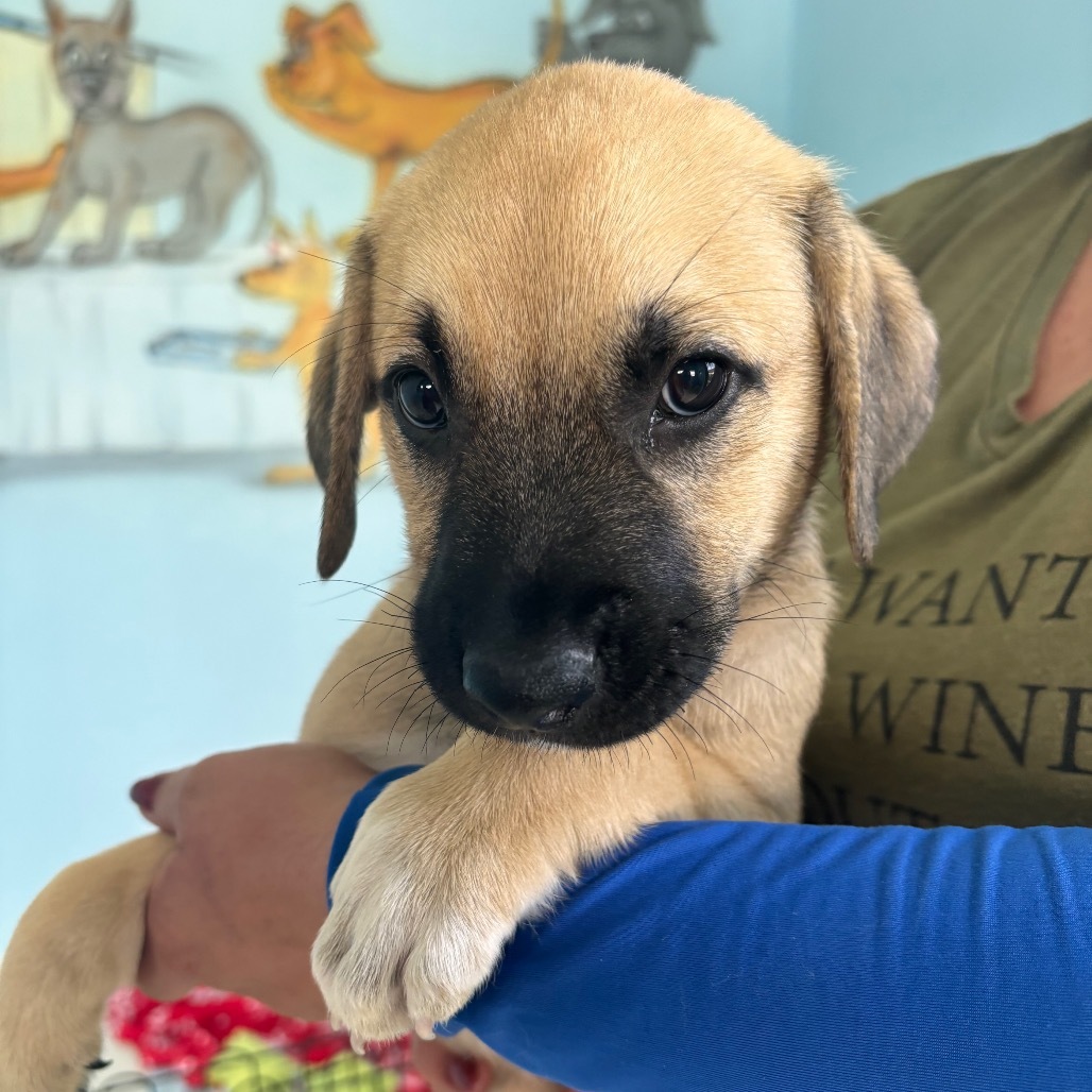 Pup 2 aka Duchess