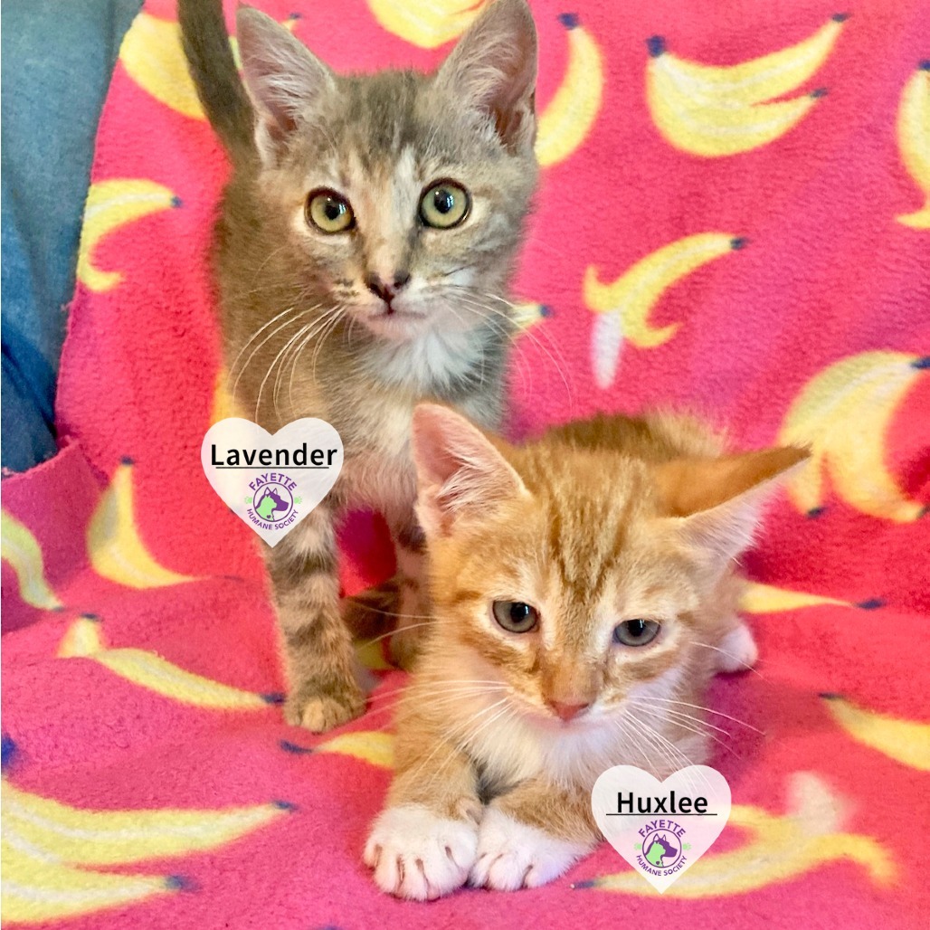 Lavender (Adopt with Huxlee)