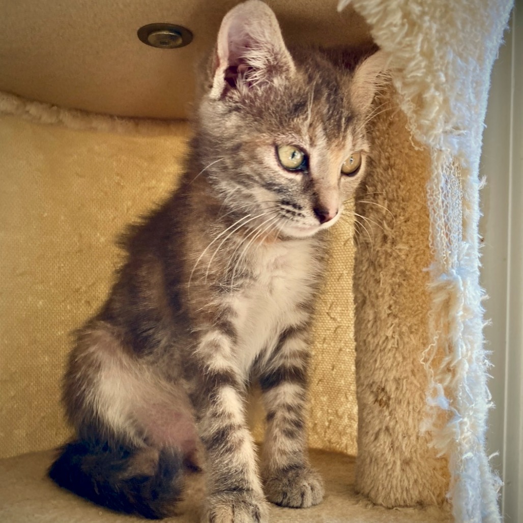 Lavender (Adopt with Huxlee)