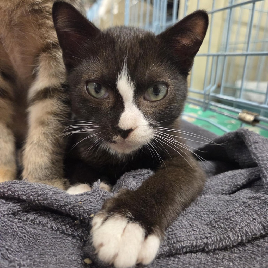 Allston adopt with Biscotti
