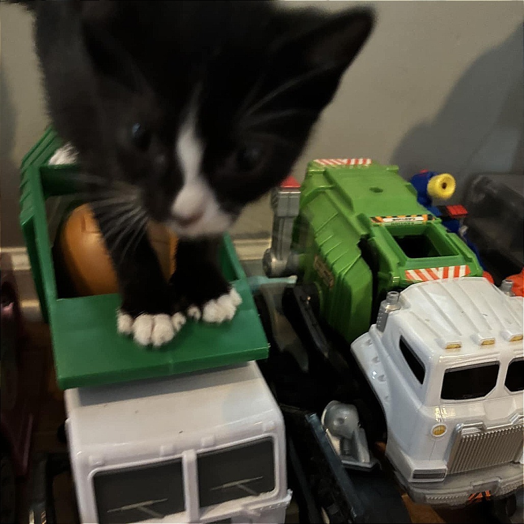 Allston adopt with Biscotti