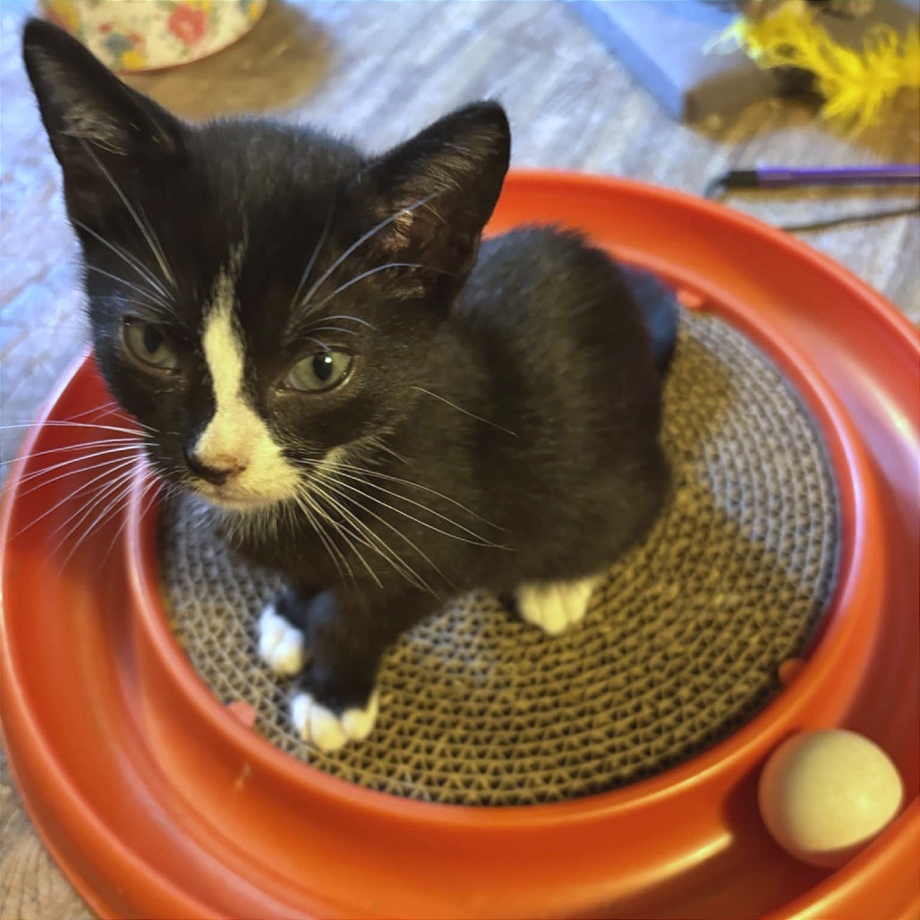 Allston adopt with Biscotti