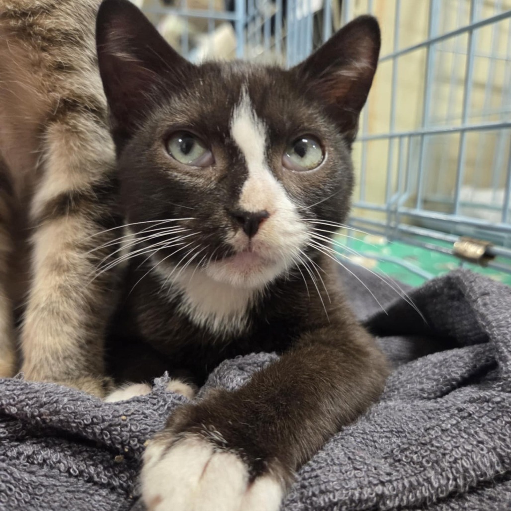 Allston adopt with Biscotti