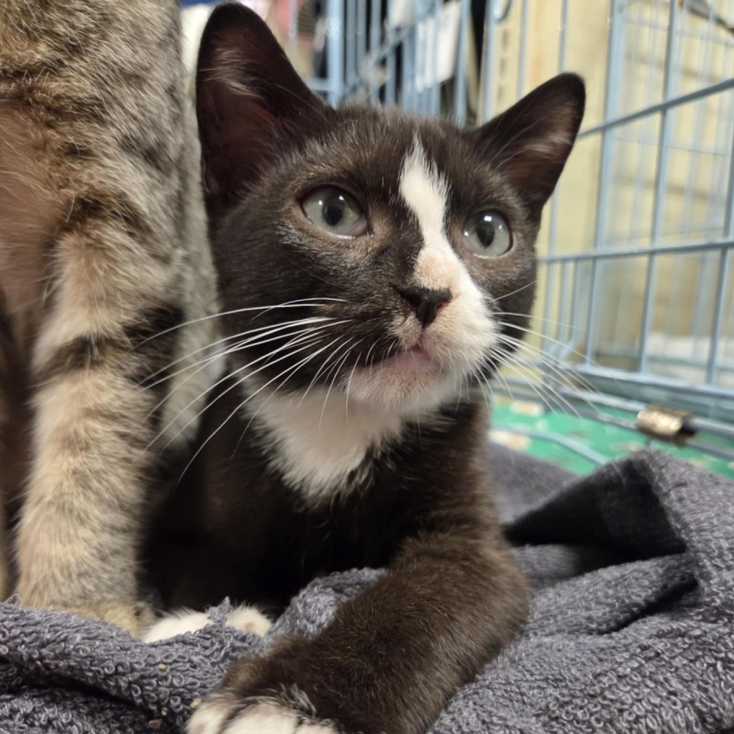Allston adopt with Biscotti