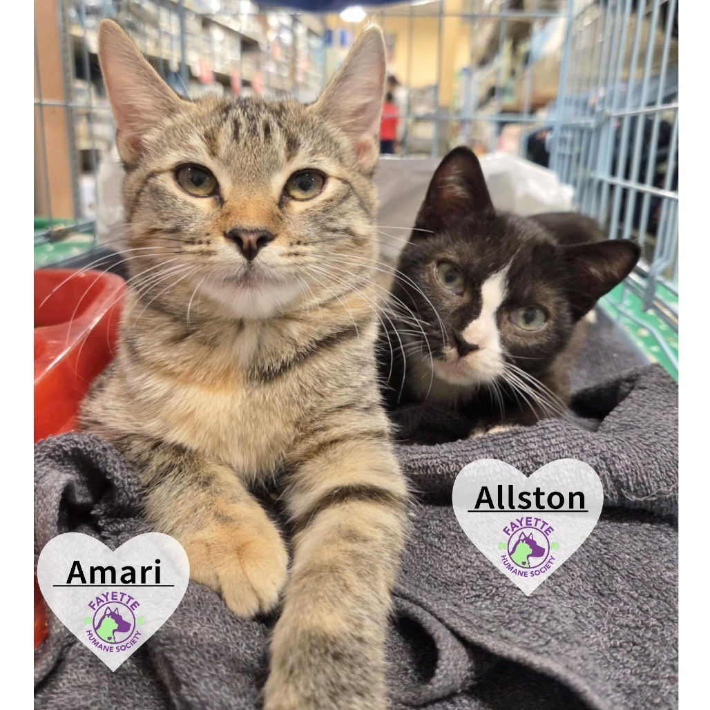 Allston adopt with Biscotti