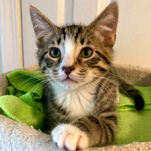 Noble Domestic Medium Hair Cat