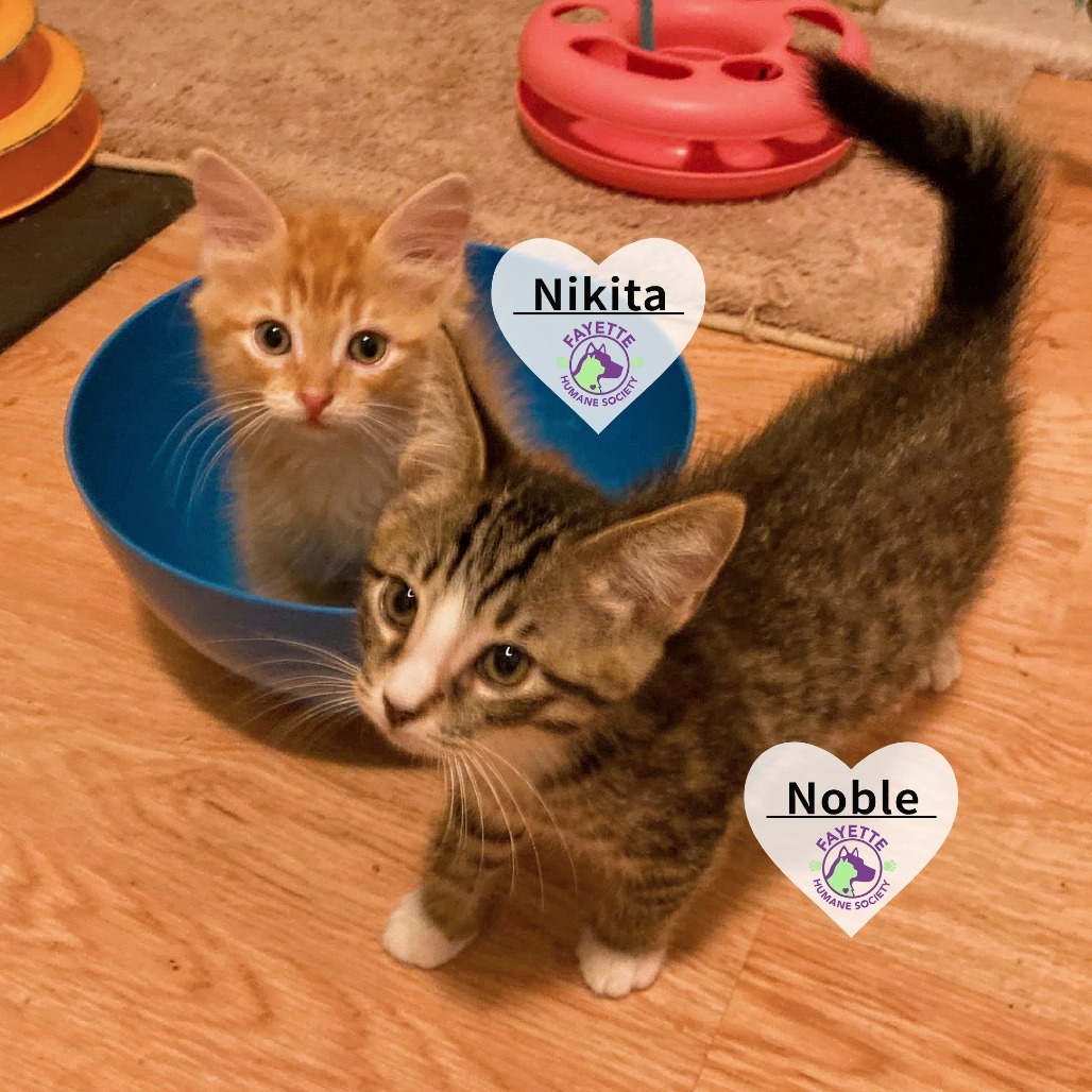 Noble (Adopt with Nikita)