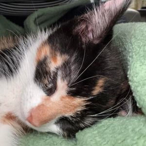 Peaches Domestic Short Hair Cat