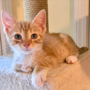 Huxley Domestic Short Hair Cat