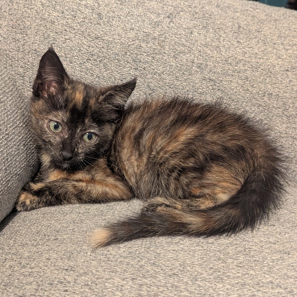 Juliet (Adopt with Harry)