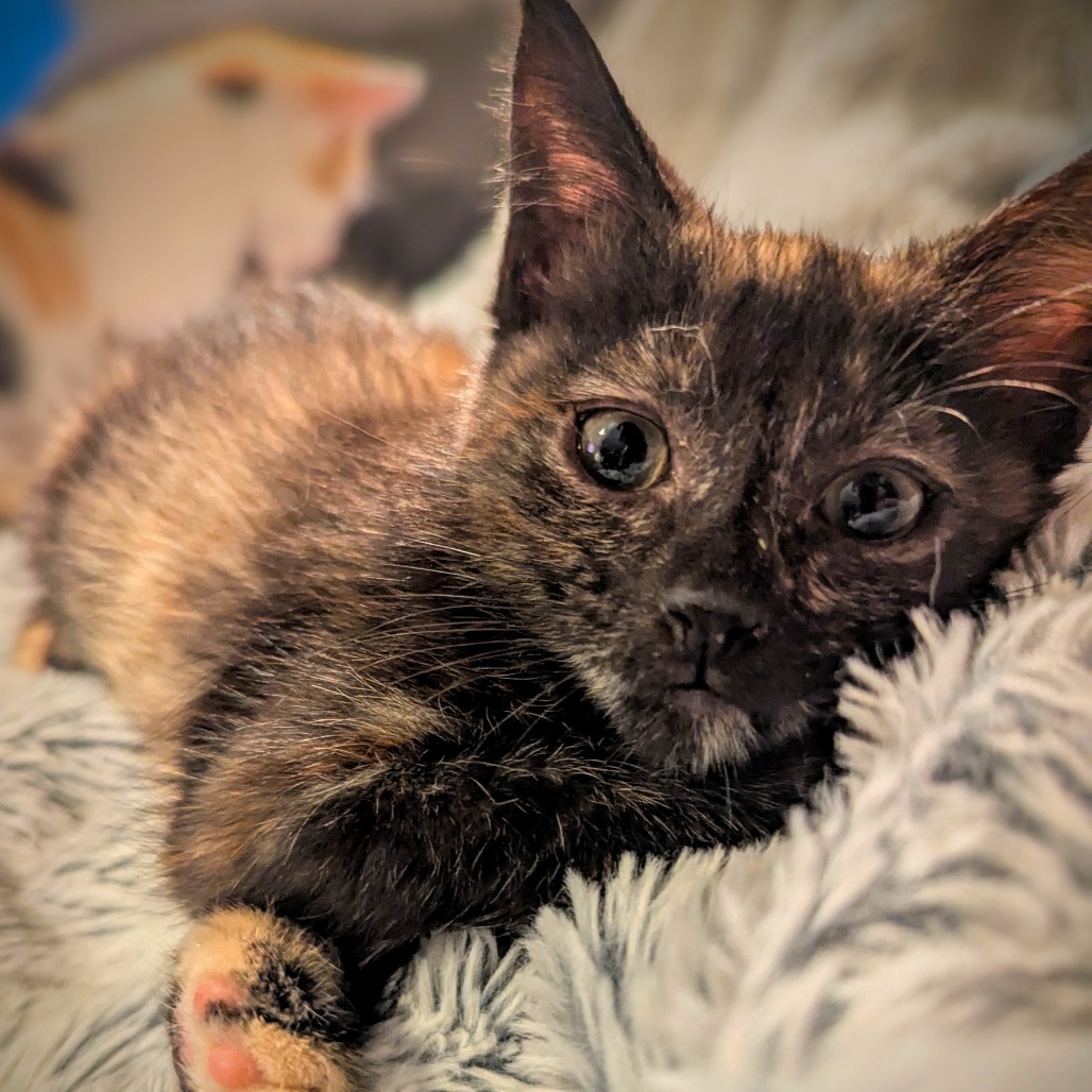 Juliet (Adopt with Harry)