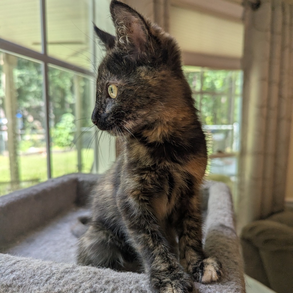 Juliet (Adopt with Harry)