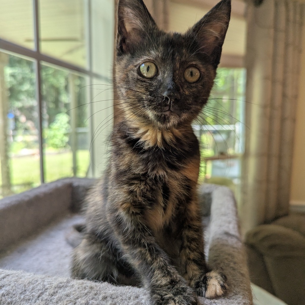 Juliet (Adopt with Harry)