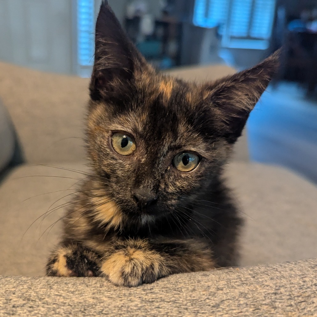 Juliet (Adopt with Harry)
