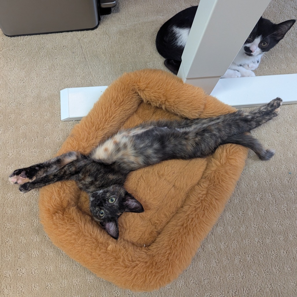 Juliet (Adopt with Harry)