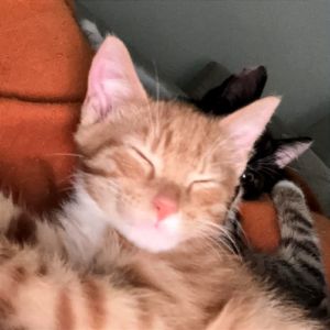 Cheeto Domestic Medium Hair Cat