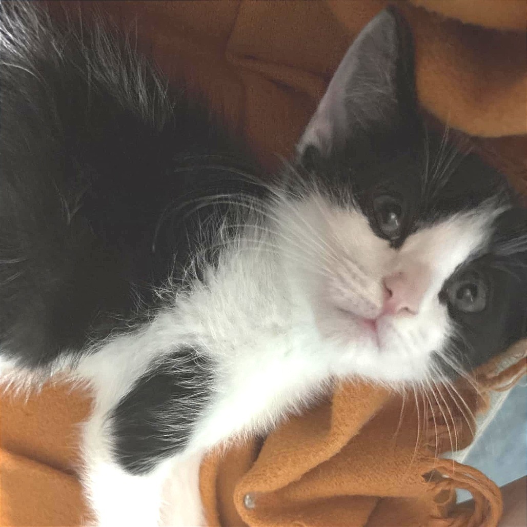 Puffin (Adopt with Sneakers)