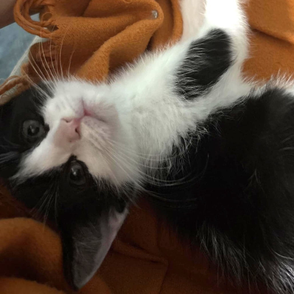 Puffin (Adopt with Sneakers)
