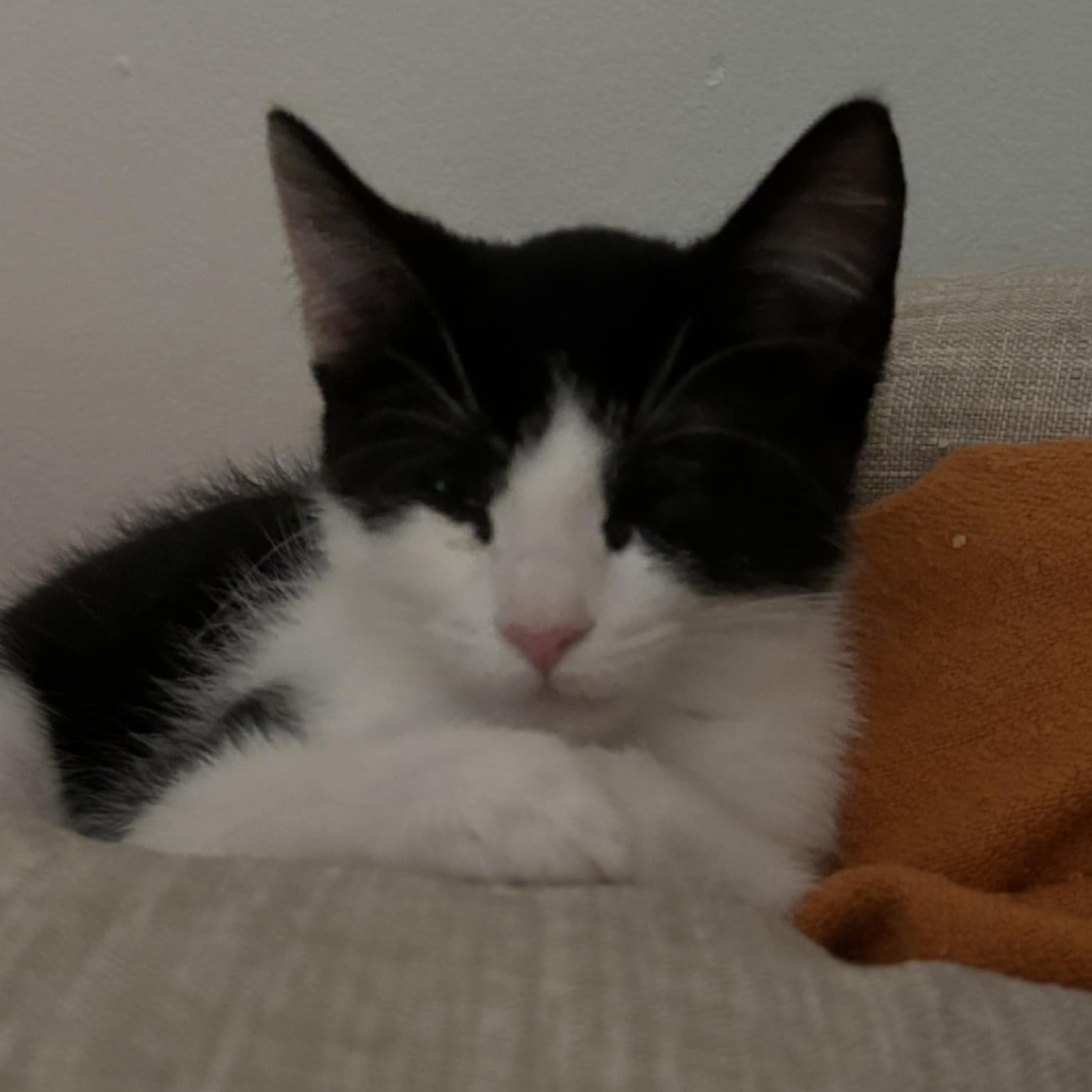 Puffin (Adopt with Sneakers)