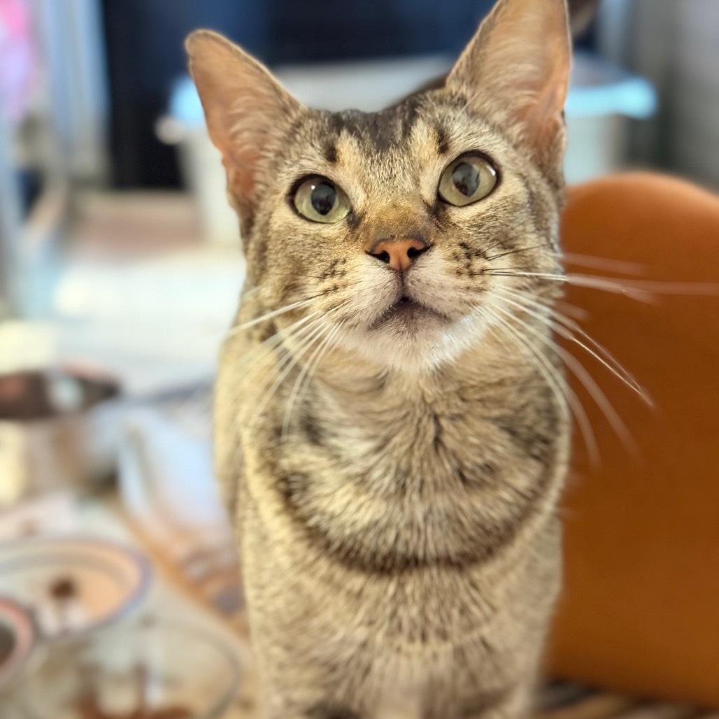 Whiskey