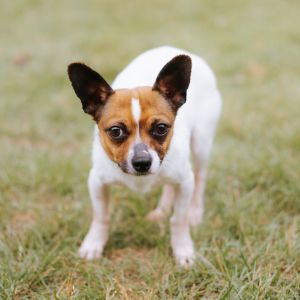 Chalupa, Adult Male Chihuahua