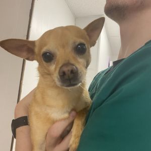 Beans, Adult Male Chihuahua