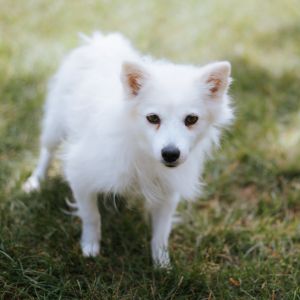Ella, Adult Female American Eskimo Dog