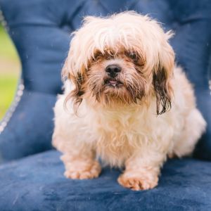 Button, Senior Male Shih Tzu
