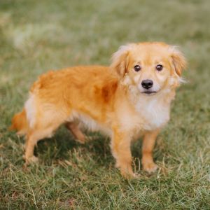 Churro, Adult Male Cocker Spaniel