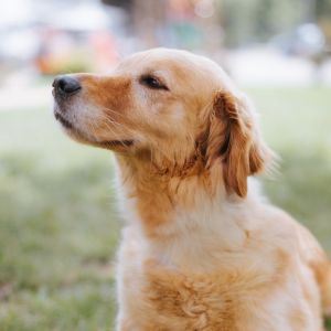 Gretchen, Adult Female Golden Retriever