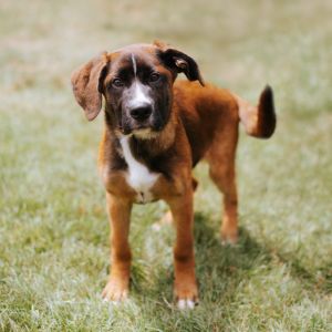Blessed, Baby Male Saint Bernard