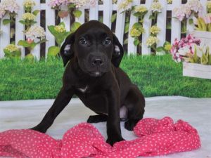 KALUHA, Baby Female Labrador Retriever