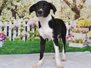 ARROW, Young Male Border Collie