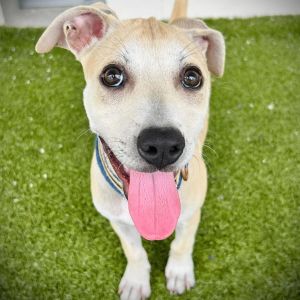 Jessie, Baby Female Mixed Breed