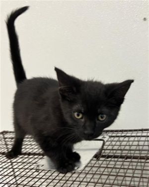 YAYA, Baby Female Domestic Short Hair