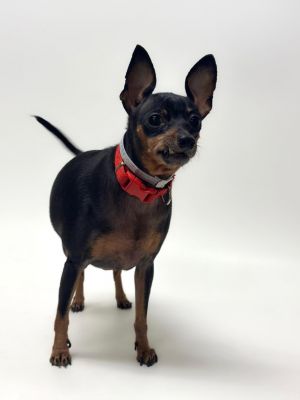 LADYBUG, Adult Female Miniature Pinscher