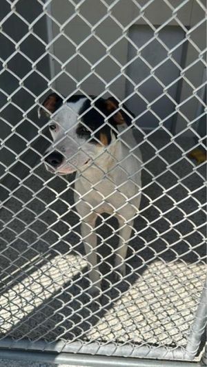 BEN, Young Male Labrador Retriever