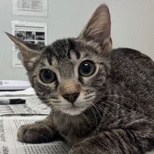 Heidi, Baby Male Domestic Short Hair